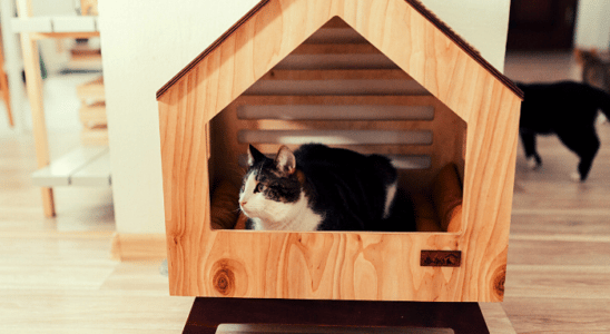 7 Passos para escolher a melhor casa de gato para seu bichano