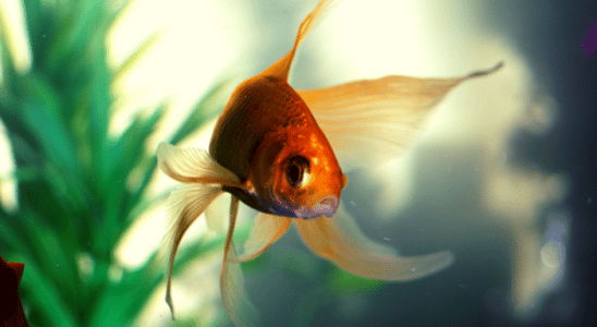 O melhor peixinho colorido para seu aquário de água doce