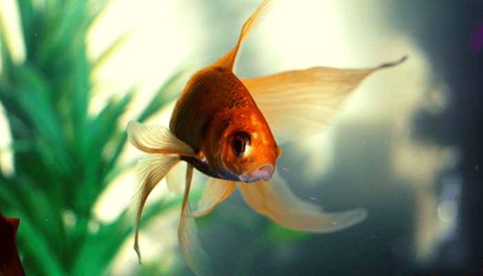 Peixinhos Coloridos - As melhores dicas para seu aquário...