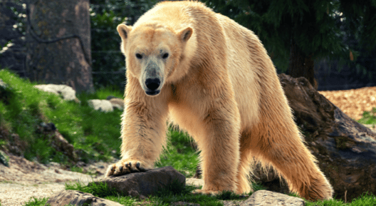 Os 20 principais animais mais conhecidos do Alasca