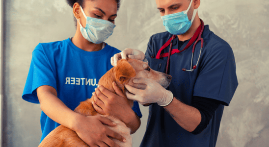 Pet Care a nova tendência do mercado de animais de estimação