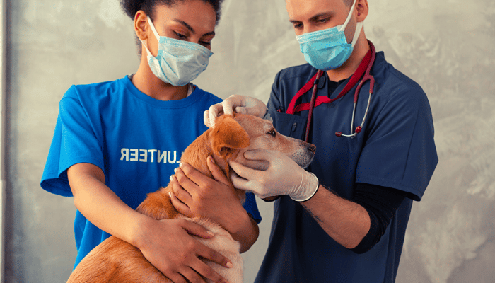 Pet Care a nova tendência do mercado de animais de estimação