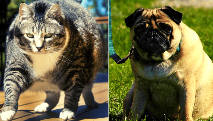 Como identificar e tratar obesidade canina e felina