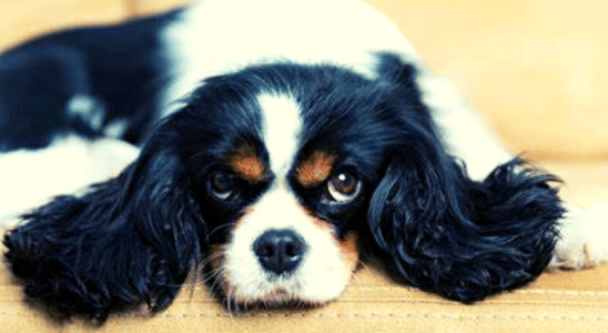As raças de cachorro de pequeno porte mais populares do mundo