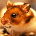 Hamster - Dicas e Curiosidades Sobre Esse Pet...