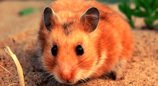 Veja como adestrar um hamster sírio em 15 passos