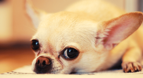 Saiba tudo sobre o cachorro da raça Chihuahua