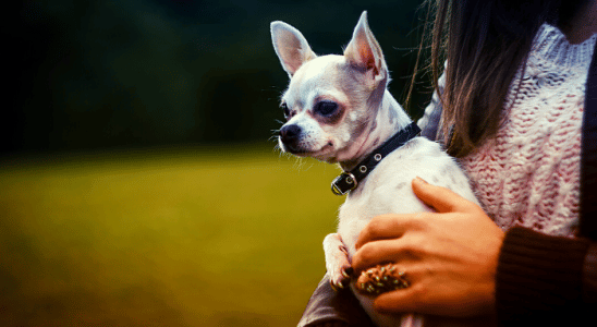 Chihuahua - Veja tudo a respeito dessa raça de cachorro