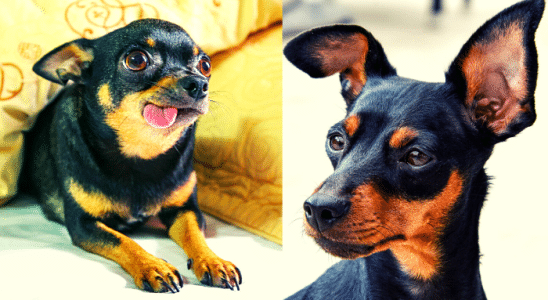 Raças de Cachorros - Chihuahua - Pinscher