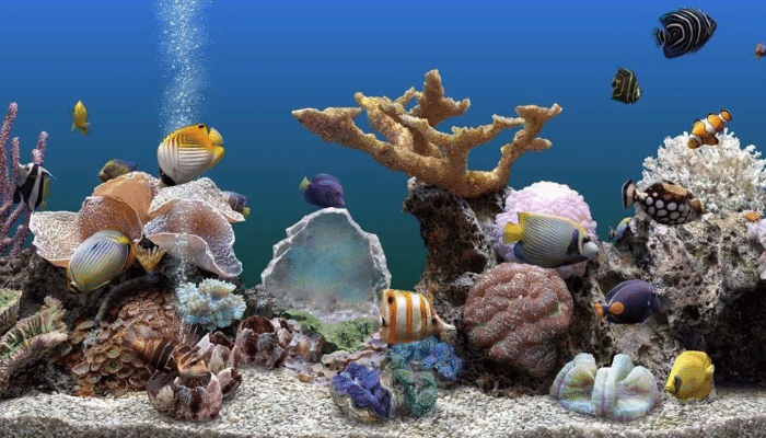 Aquarismo - Veja as 9 melhores dicas sobre essa modalidade