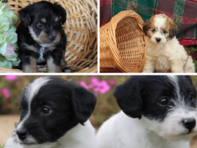 Jack-a-Poo: Desvendando a Mistura entre Toy Poodle, Poodle Miniatura e Jack Russell Terrier