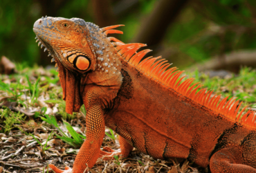 Iguana: Guia COMPLETO e ATUALIZADO Sobre Esse Bicho