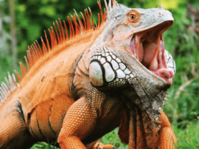 Iguana Legalizada: 9 Dicas de Como Comprar Passo a Passo