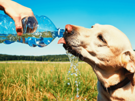 Veterinária Ensina Como Hidratar Seu Pet Nesse Verão