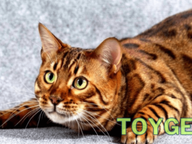Toyger: A Elegância Felina em Miniatura